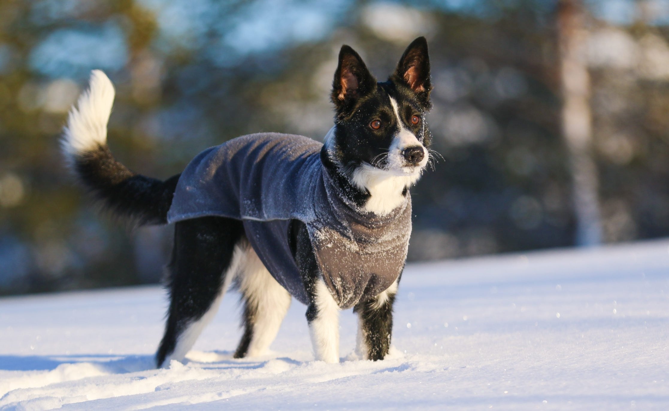 Pomppa Jumppa manteau polaire