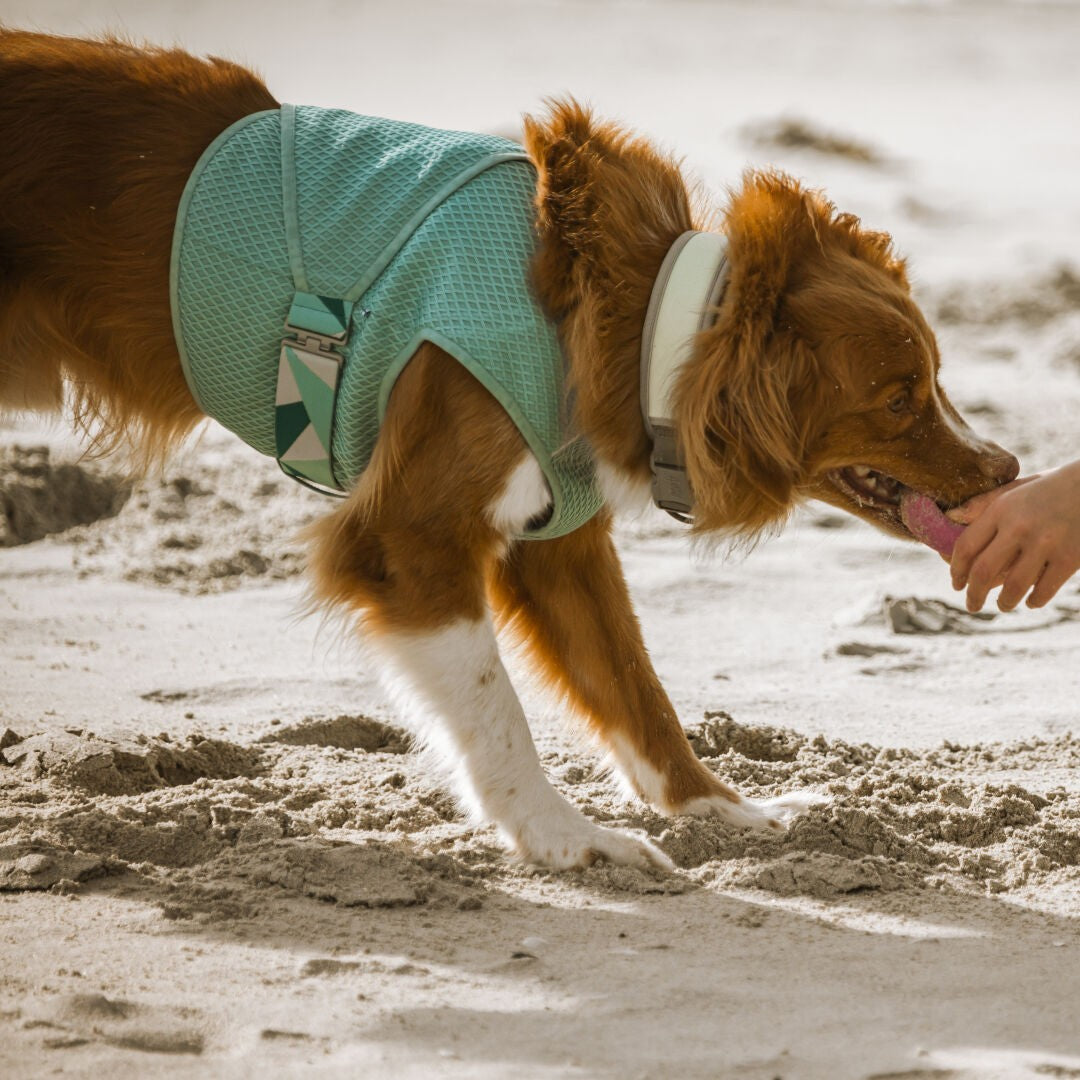 Hurtta veste rafraichissante Cooling Wrap pour chien