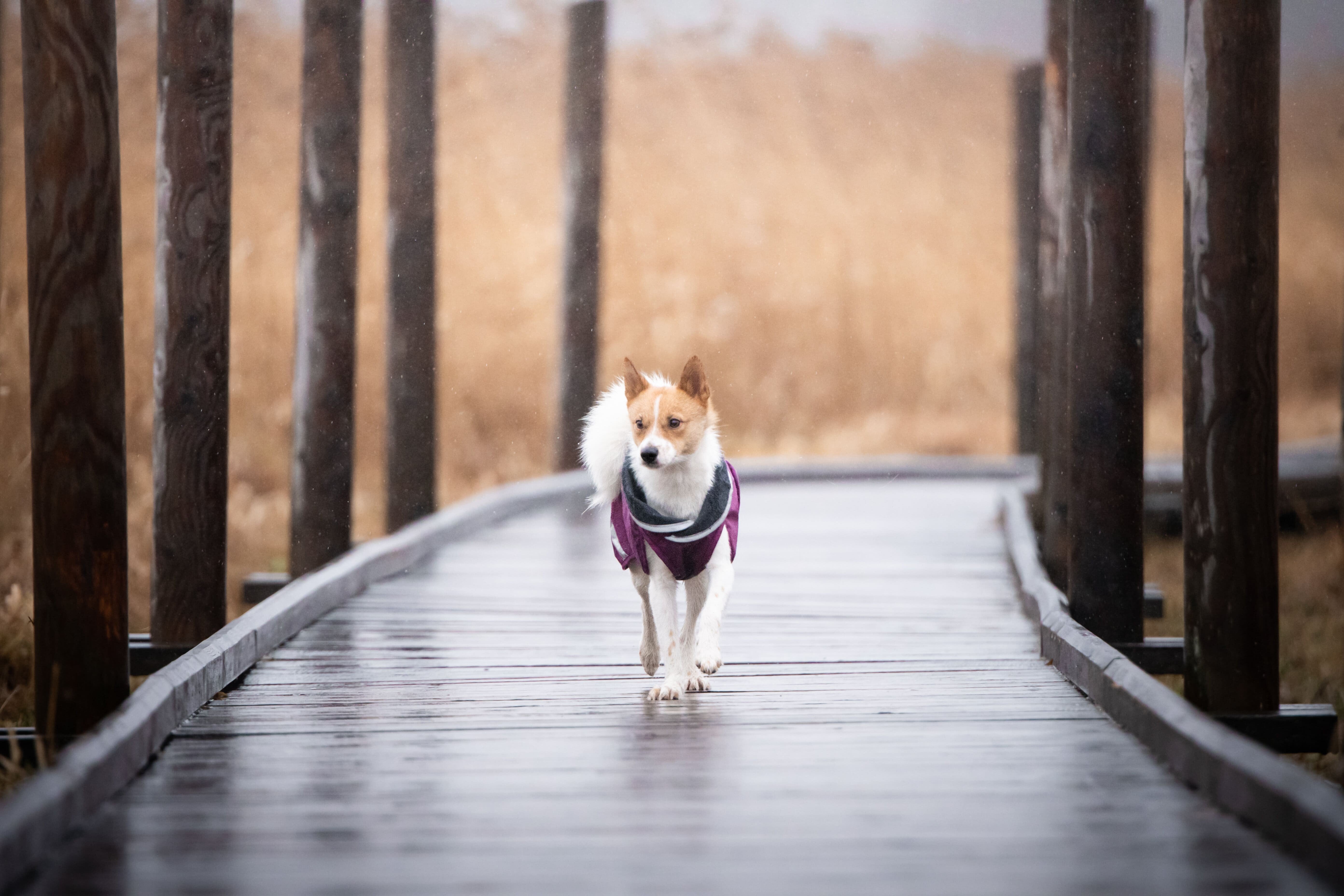 Pomppa Kevyt Manteau impermeable pour chien
