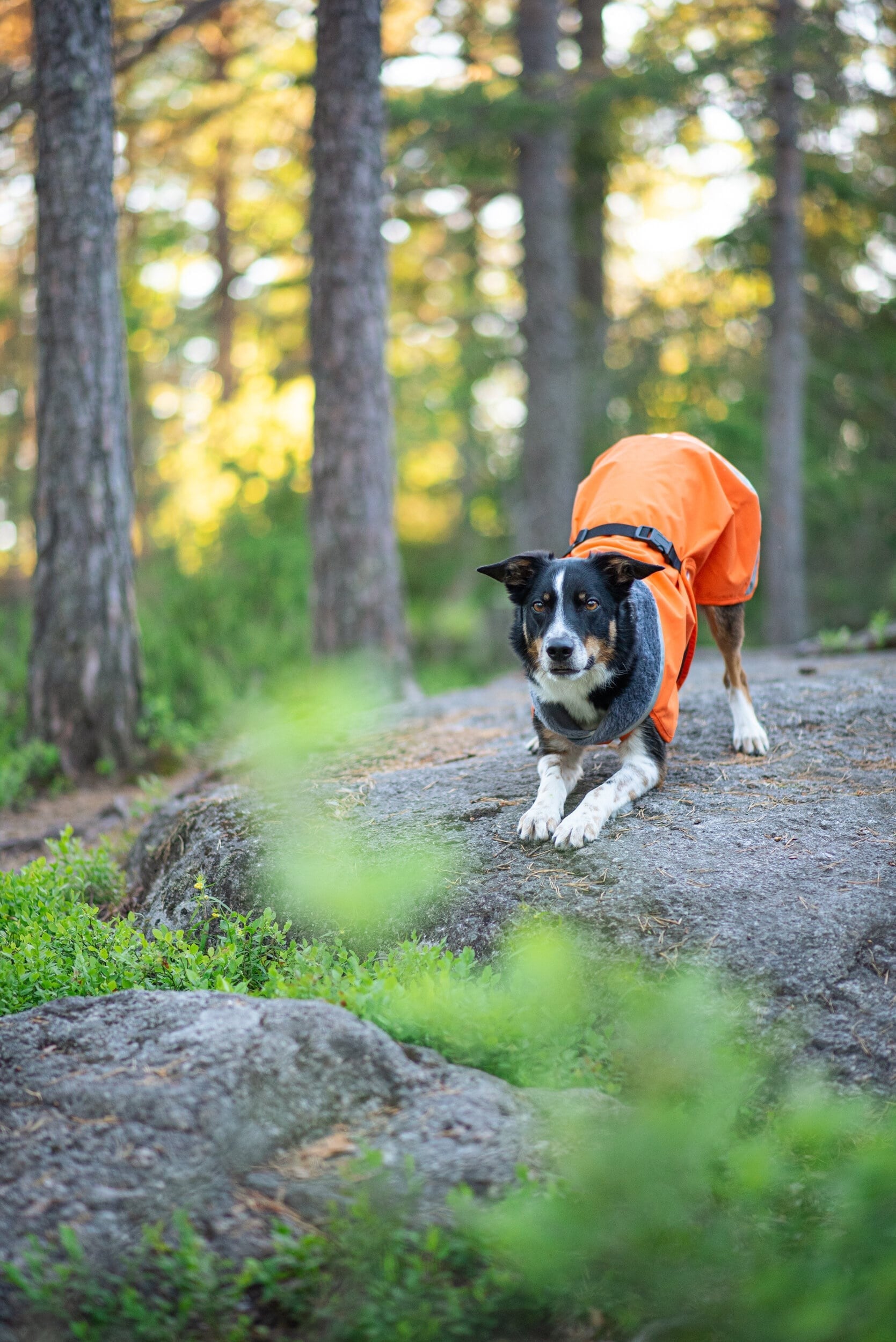 Pomppa Kevyt Manteau impermeable pour chien