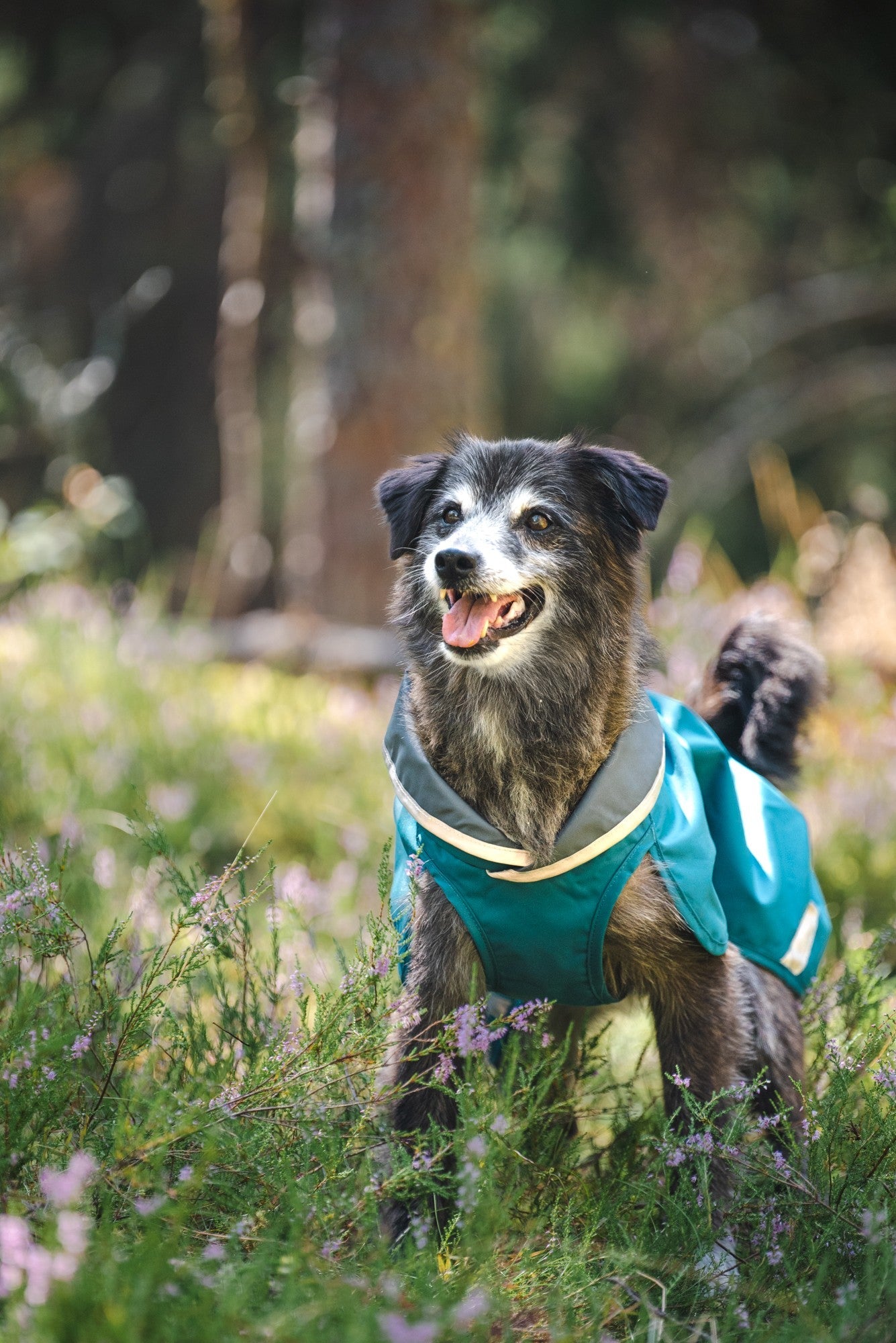 Pomppa Sade Manteau impermeable pour petit chien