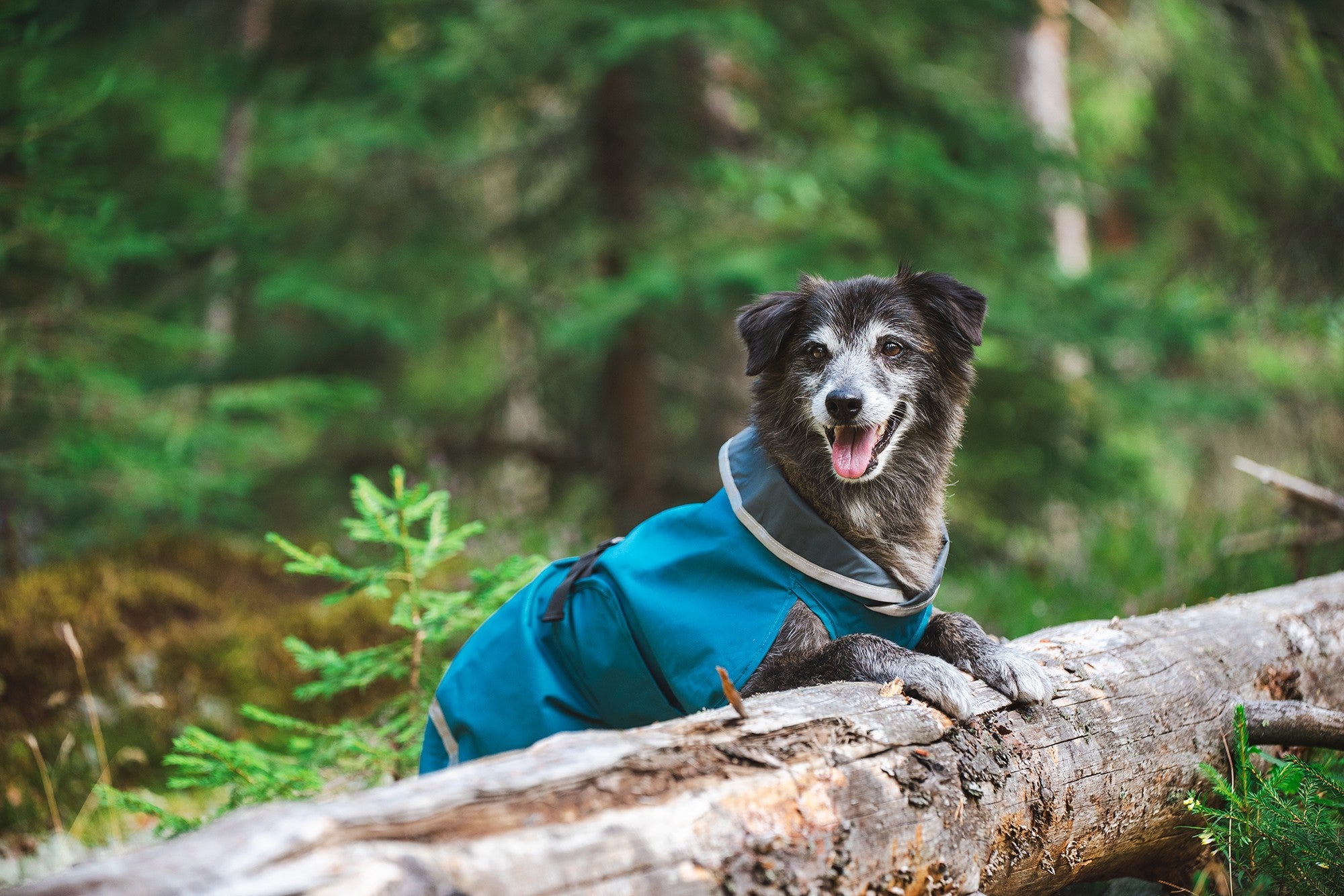 Pomppa Sade Manteau impermeable pour petit chien