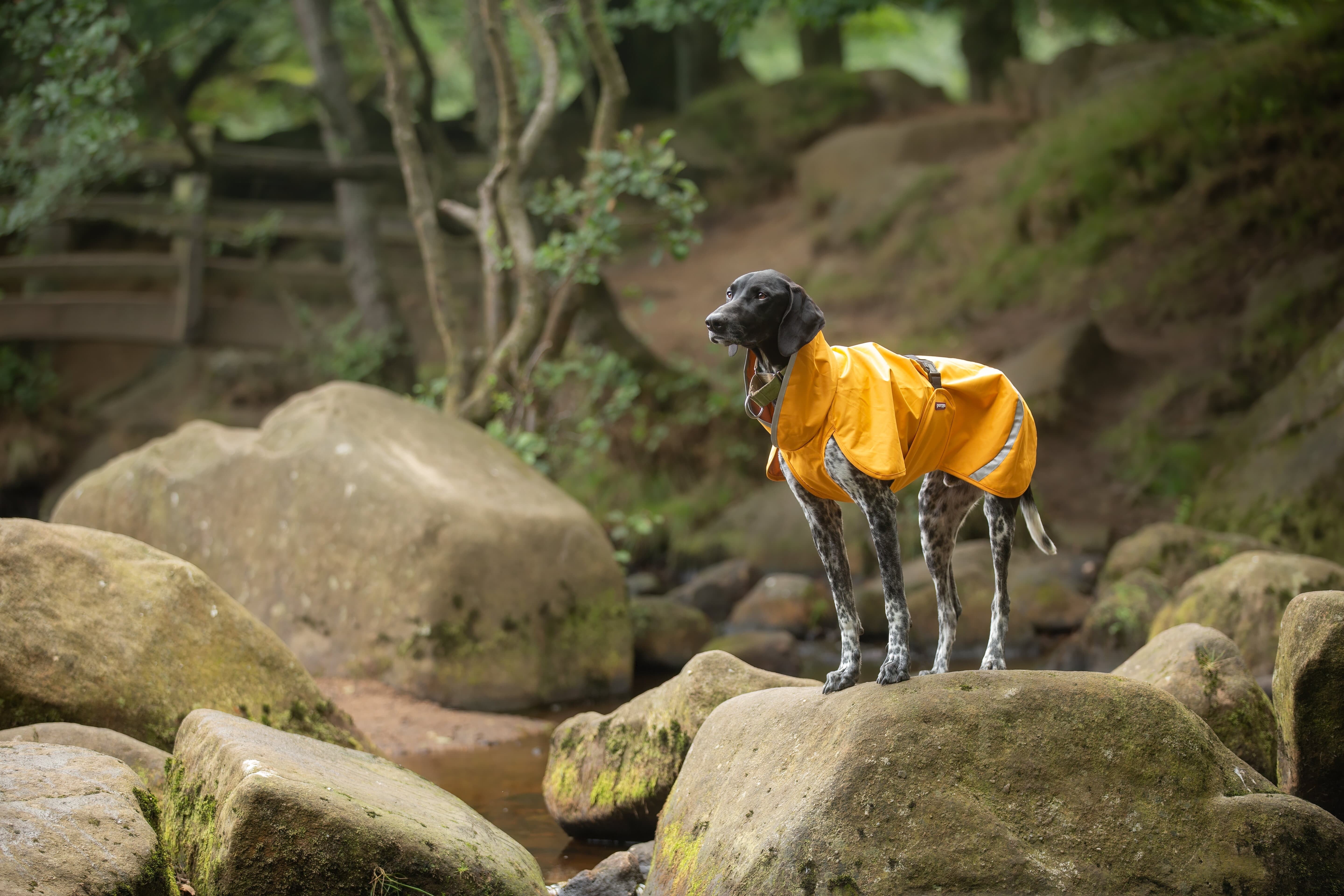 Pomppa Sade Manteau impermeable pour petit chien
