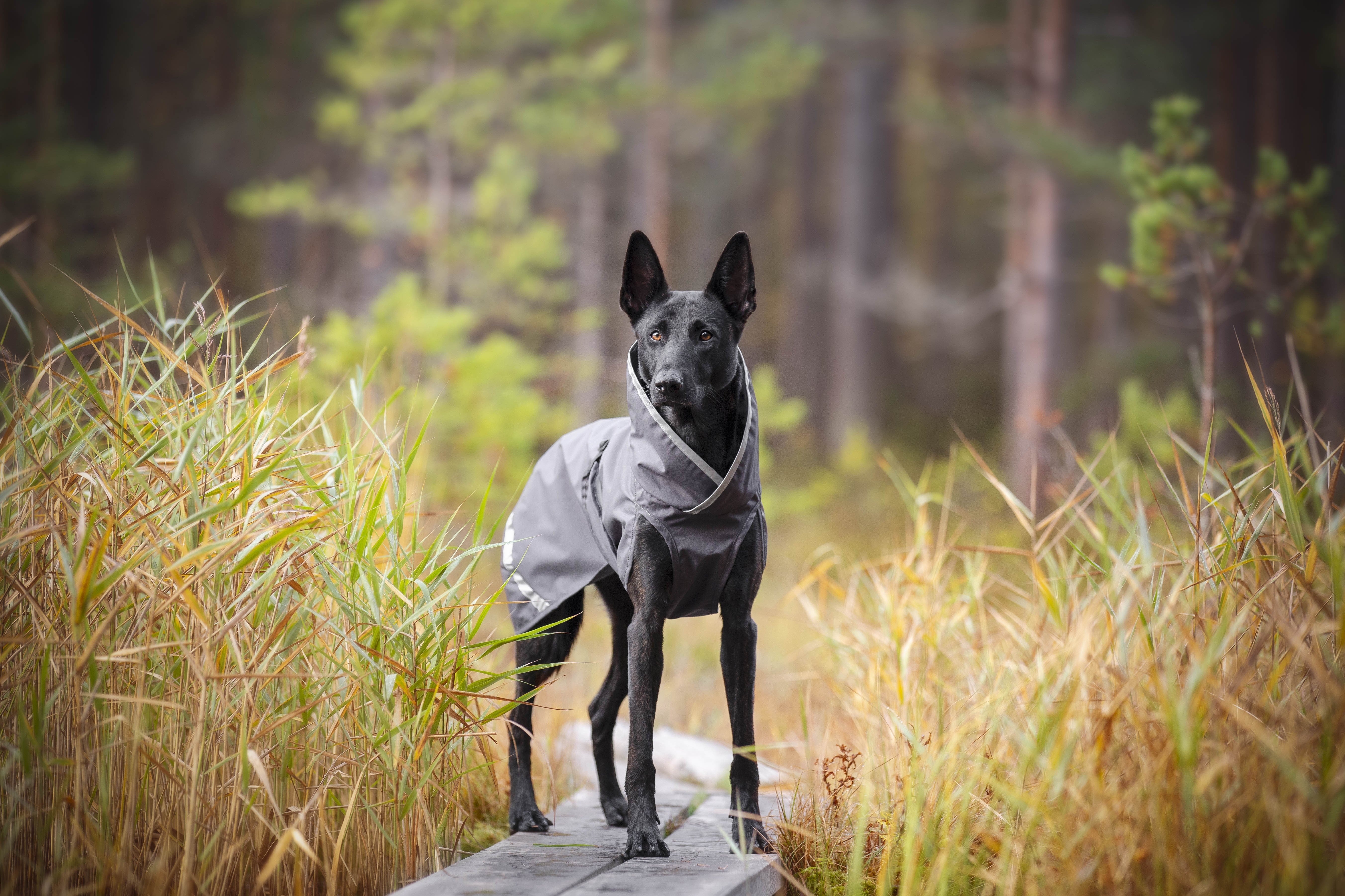 Pomppa Sade Manteau impermeable pour petit chien