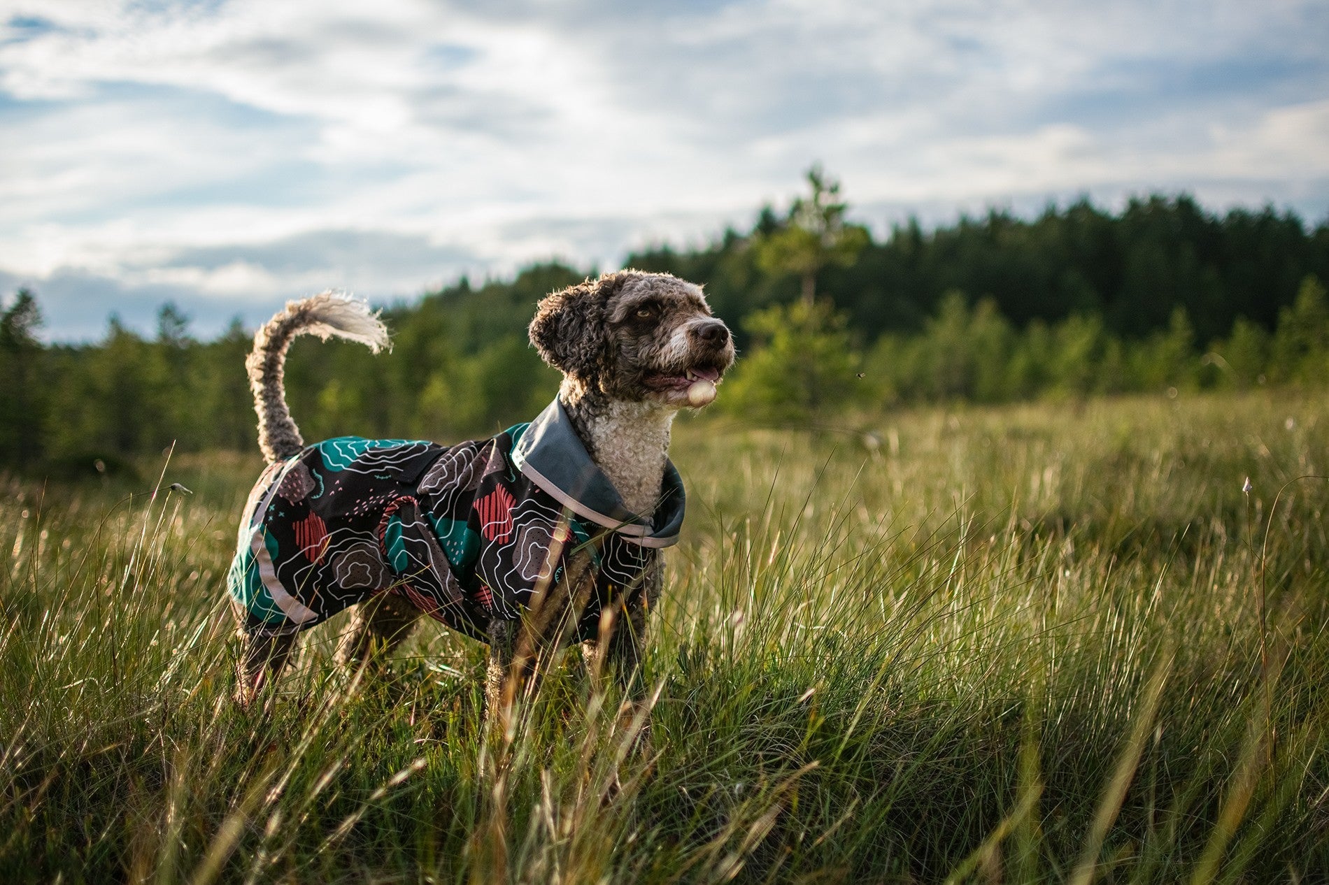 Pomppa Sade Manteau impermeable pour petit chien