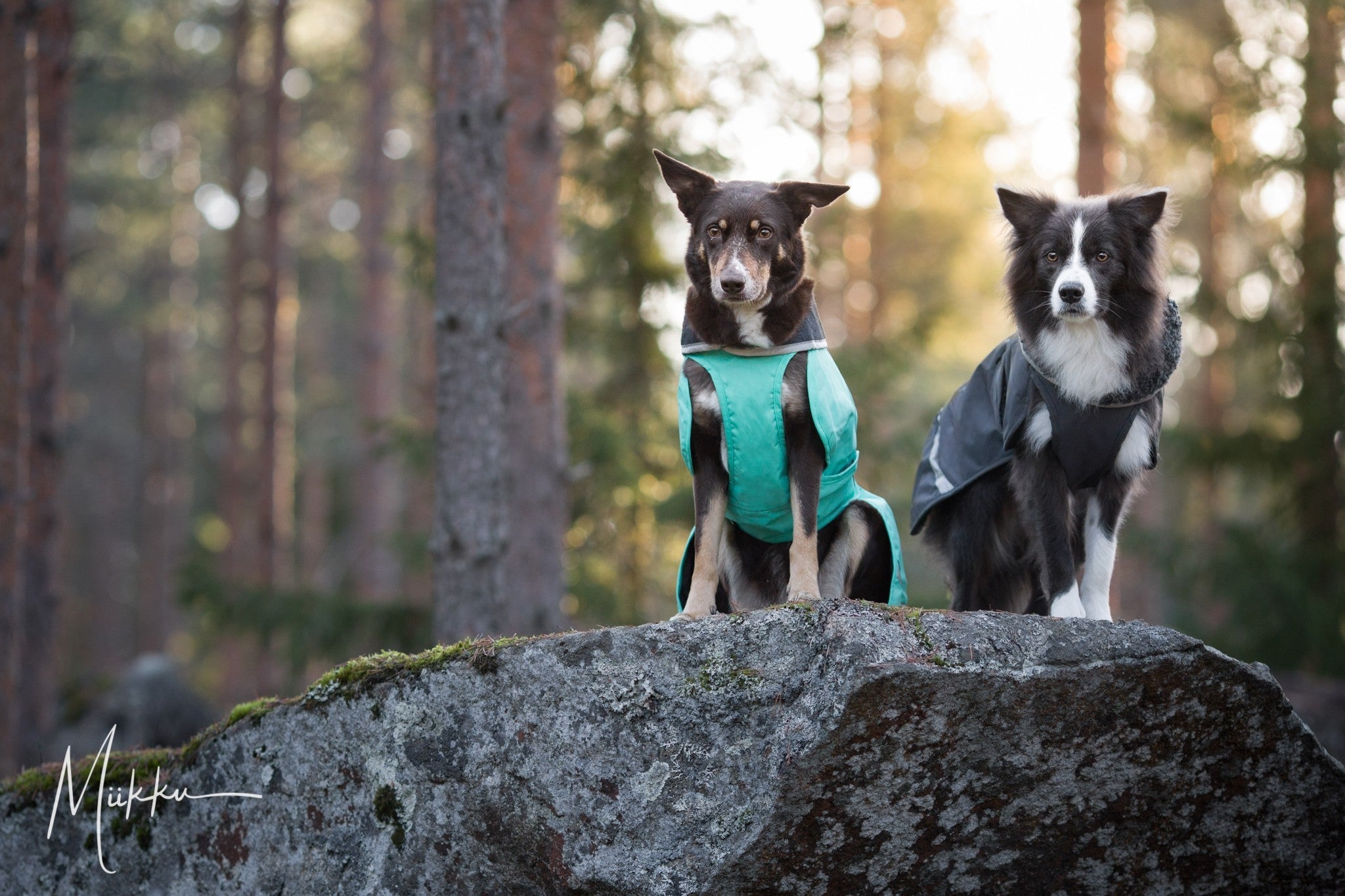 Pomppa Toppa manteau impermeable doublé pour chien Moyen