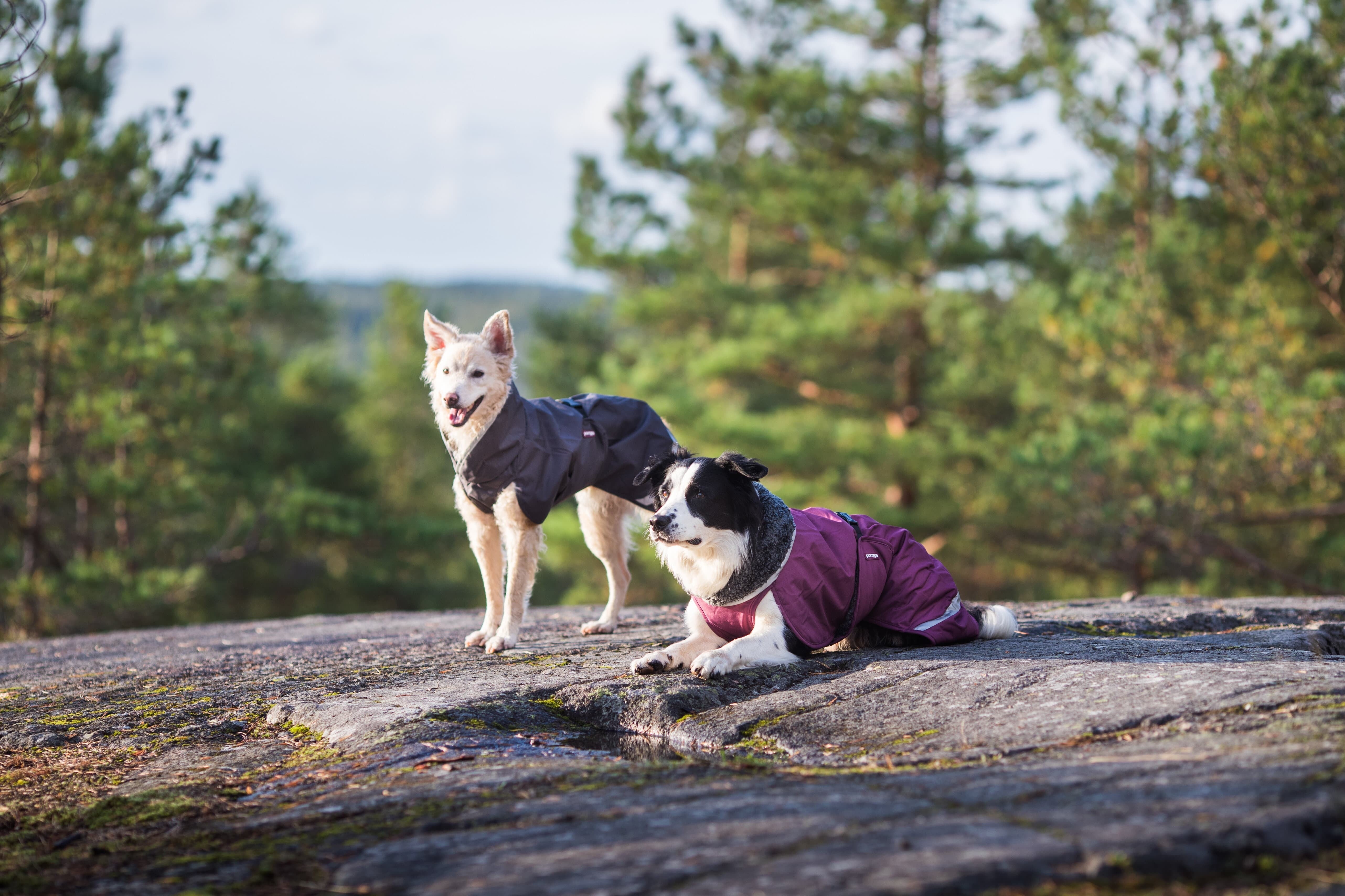 Pomppa Toppa manteau impermeable doublé pour chien Moyen