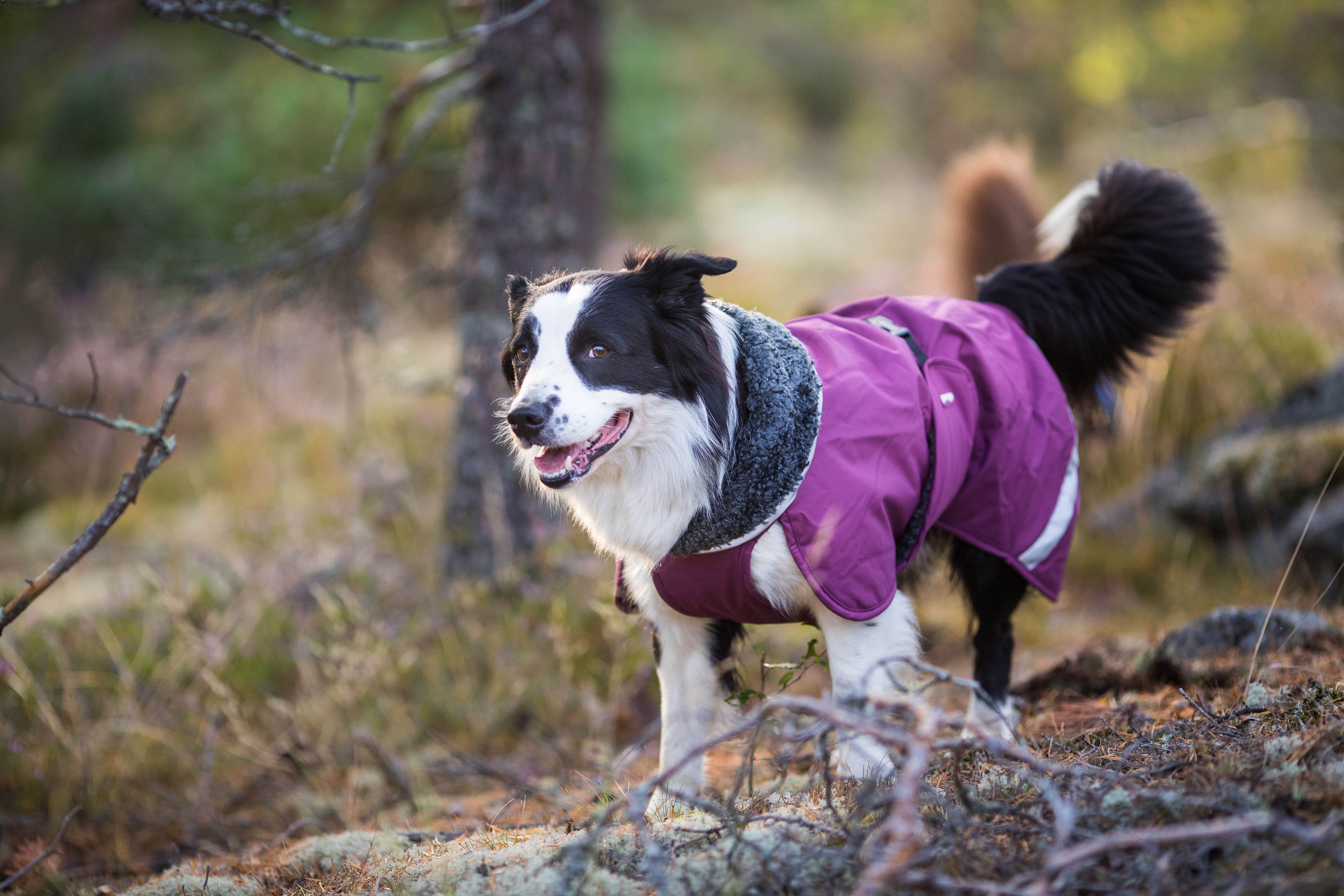 Pomppa Toppa manteau impermeable doublé pour chien Moyen