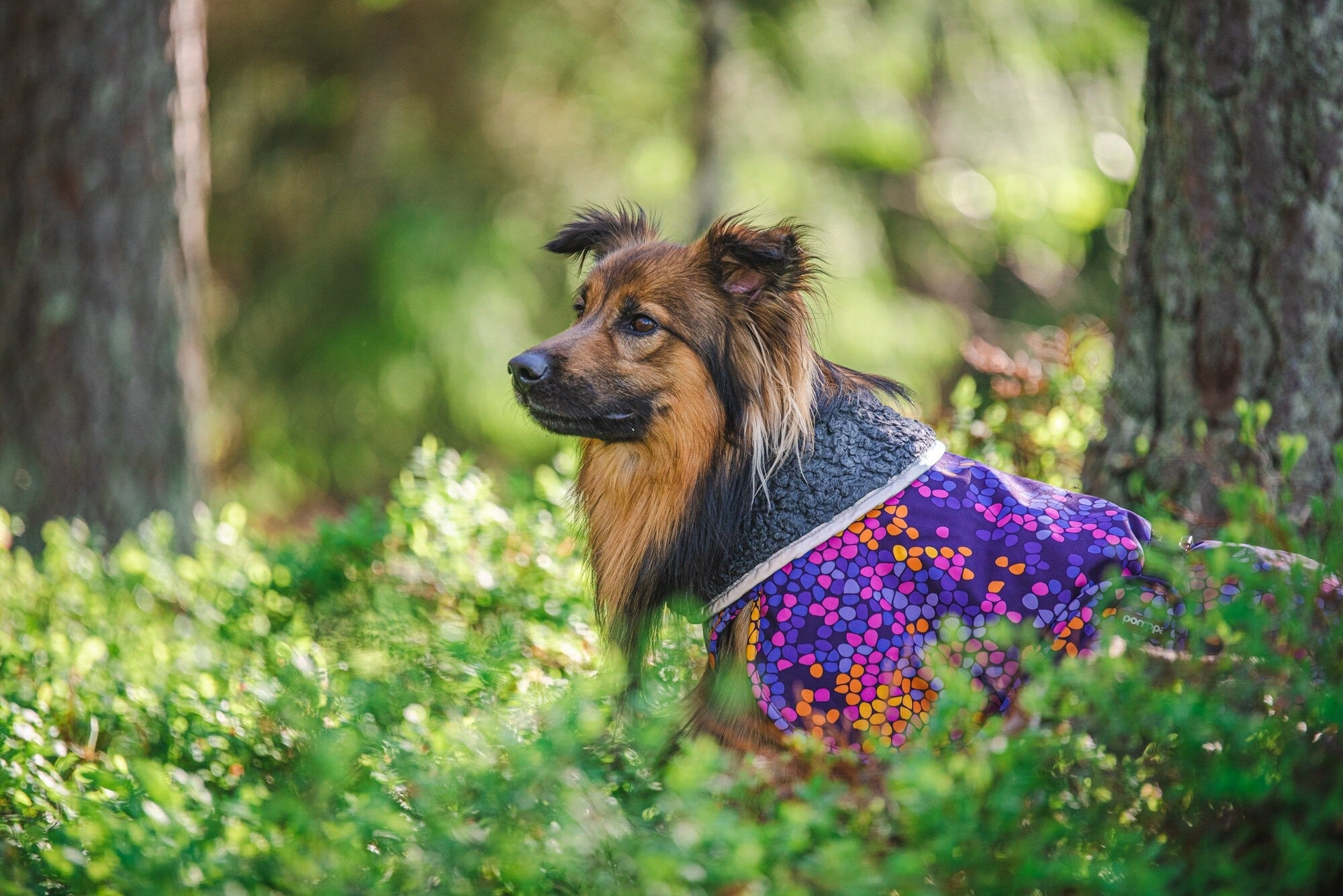 Pomppa Toppa manteau impermeable doublé pour chien Moyen