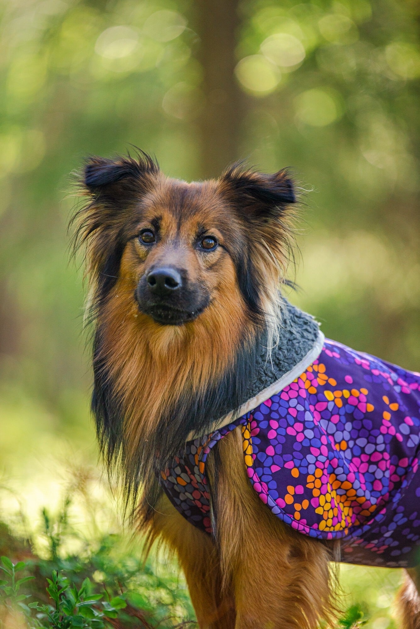 Pomppa Toppa manteau impermeable doublé pour chien Moyen