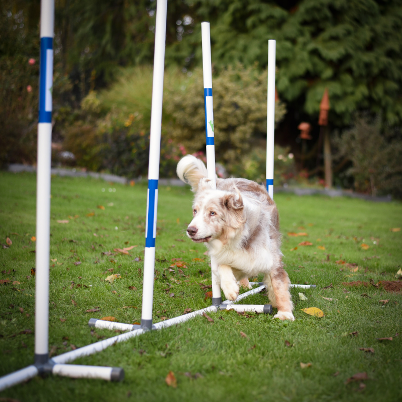 Slalom d'entrainement PVC