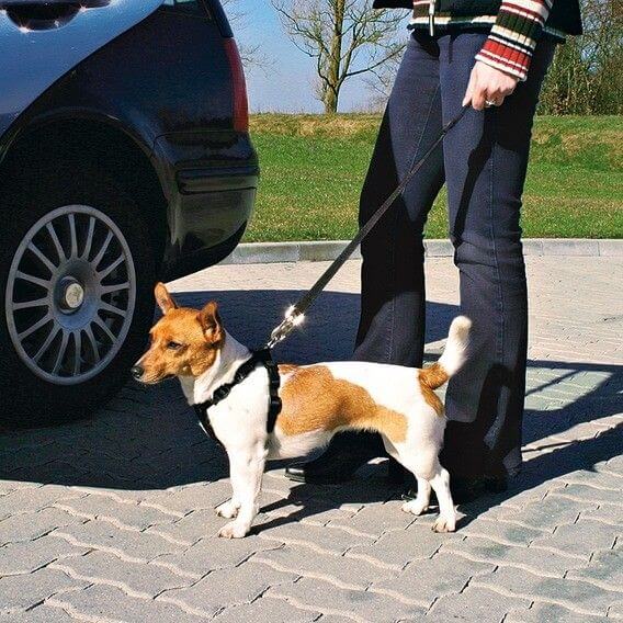 Harnais de securite pour voiture