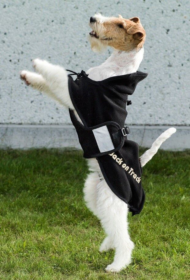 Back On Track Veste polaire pour chien