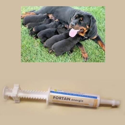 Fortan pâtée / concentré énergétique au colostrum pour chiot et chaton ou adulte convalescent