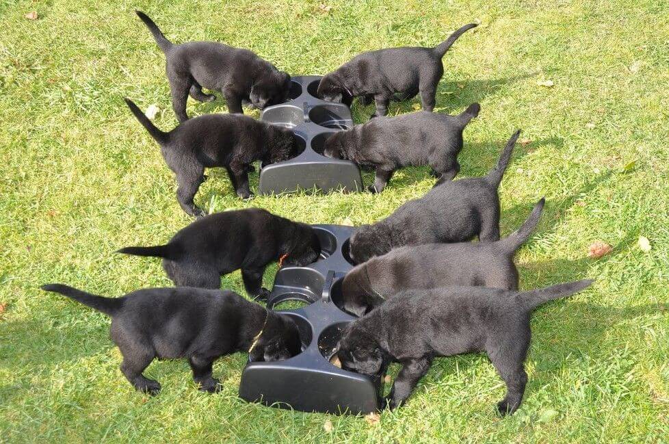 Nourrisseur multi gamelles pour chiots