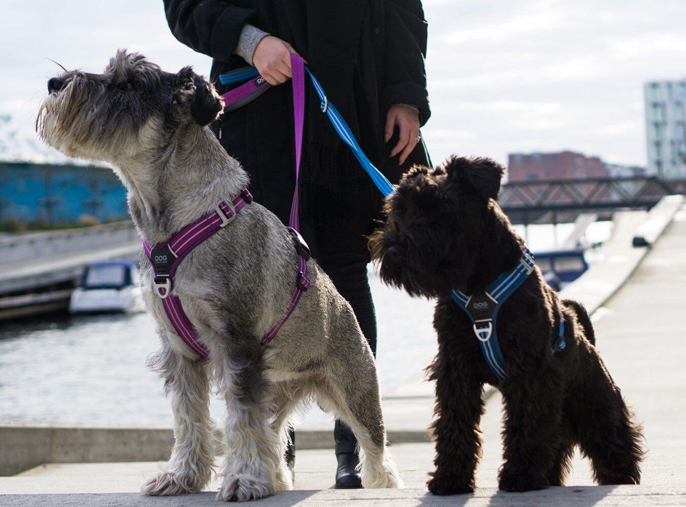 Dog Copenhagen Harnais confort Walk Air