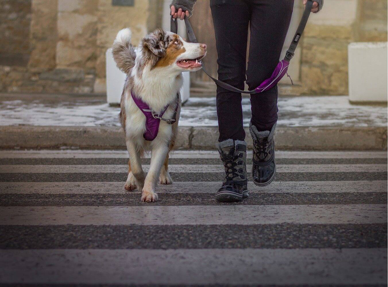 Dog Copenhagen Laisse Urban Trail