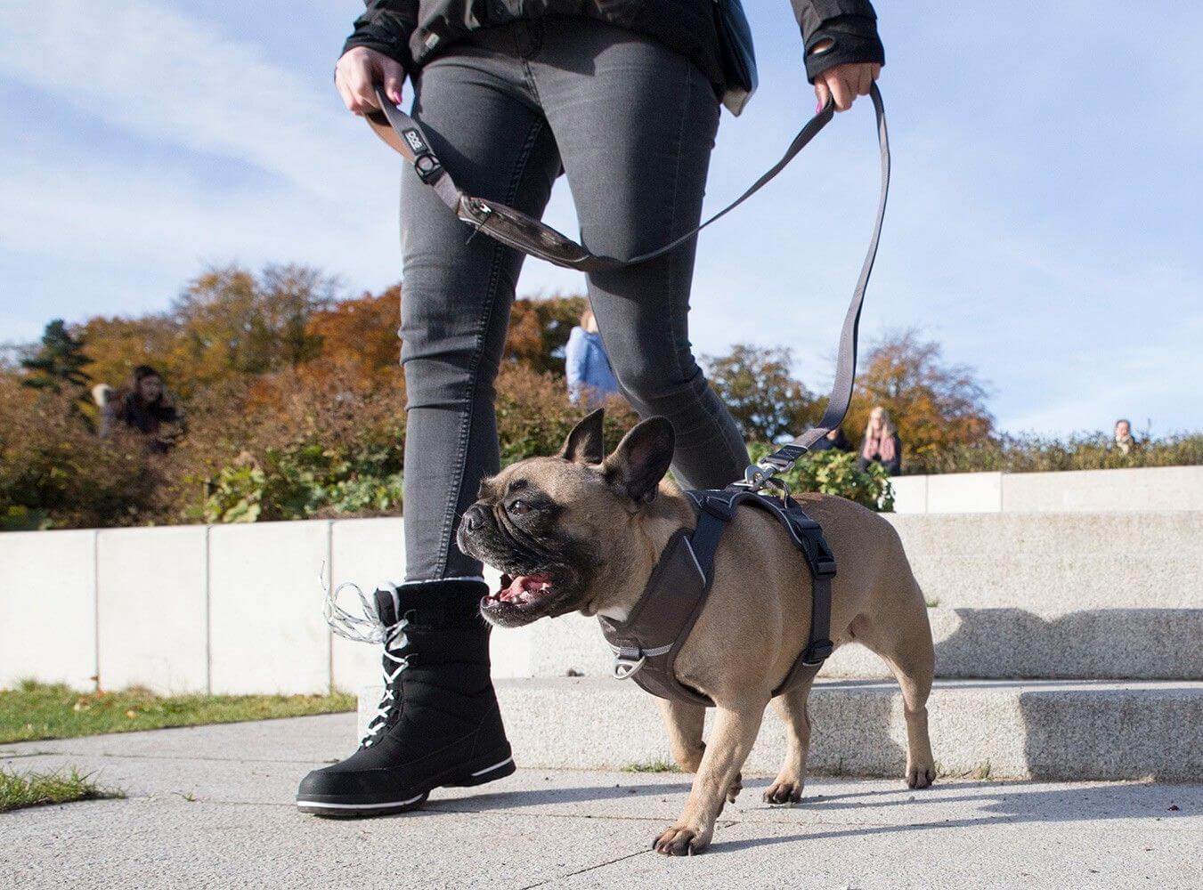 Dog Copenhagen Laisse Urban Trail
