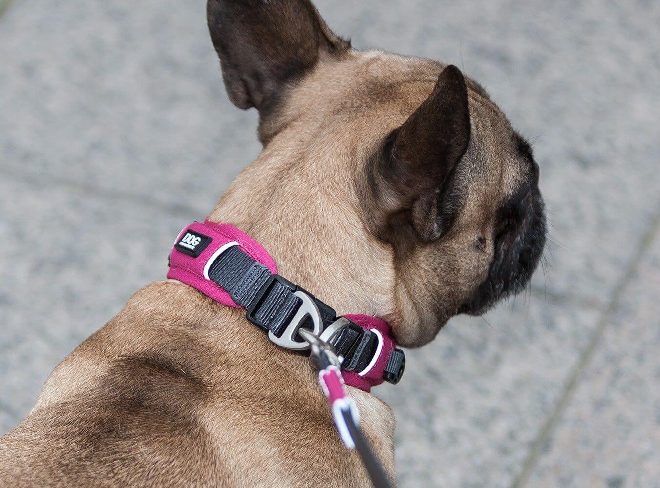 Dog Copenhagen Collier Urban Explorer