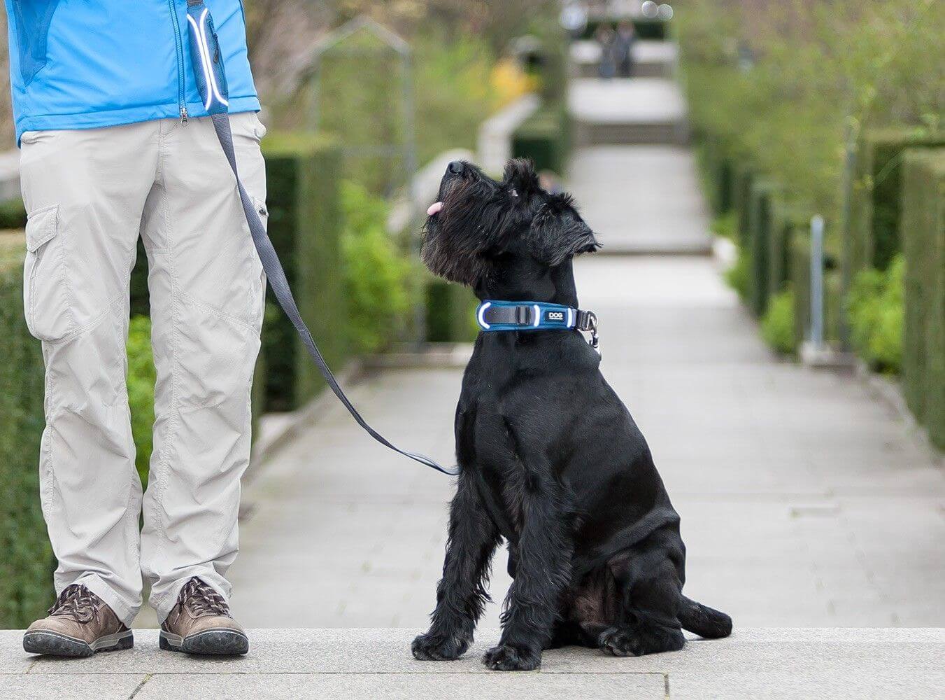 Dog Copenhagen Collier Urban Explorer