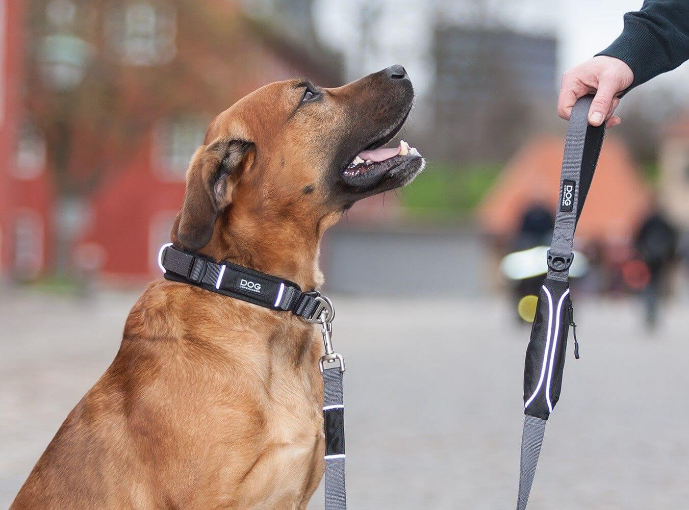 Dog Copenhagen Collier Urban Explorer