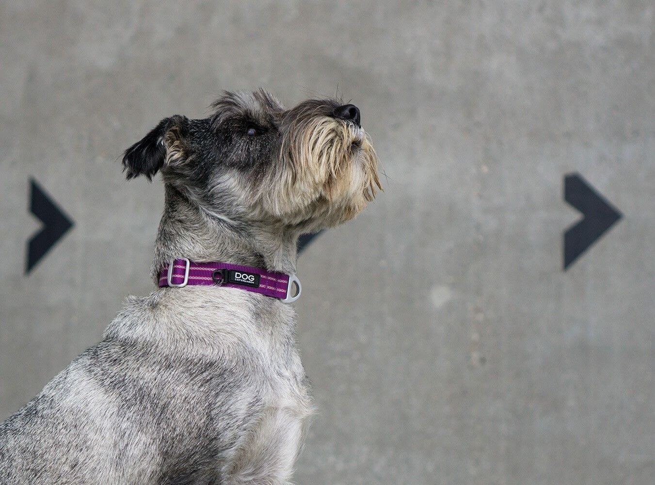 Dog Copenhagen Collier Urban Style