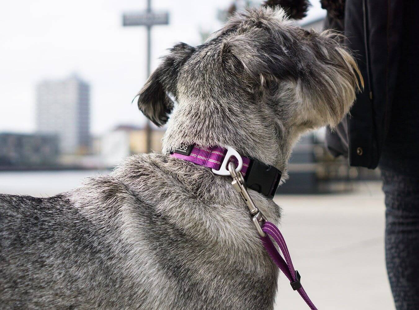Dog Copenhagen Collier Urban Style