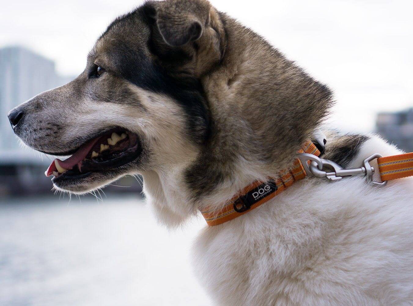 Dog Copenhagen Collier Urban Style