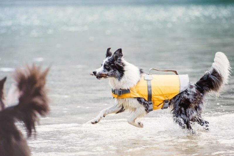 Hurtta Gilet de sauvetage flottant pour chien