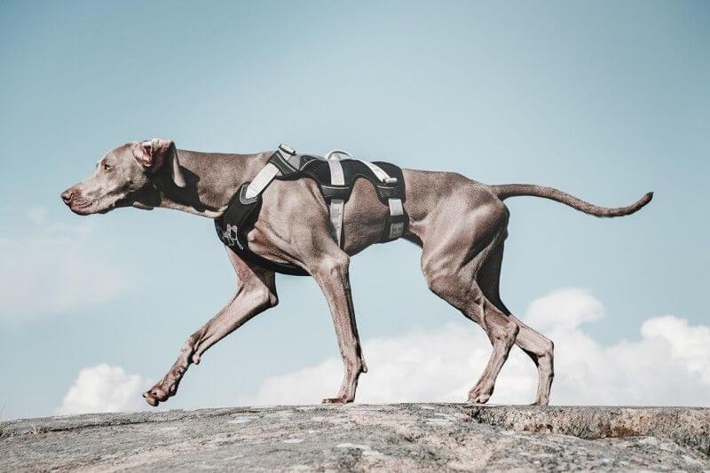 Hurtta Harnais de randonnée trail pour chien