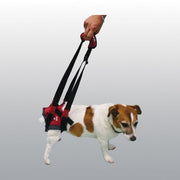 HARNAIS SUPPORT CHIEN L