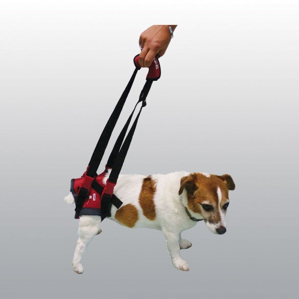 HARNAIS SUPPORT CHIEN L
