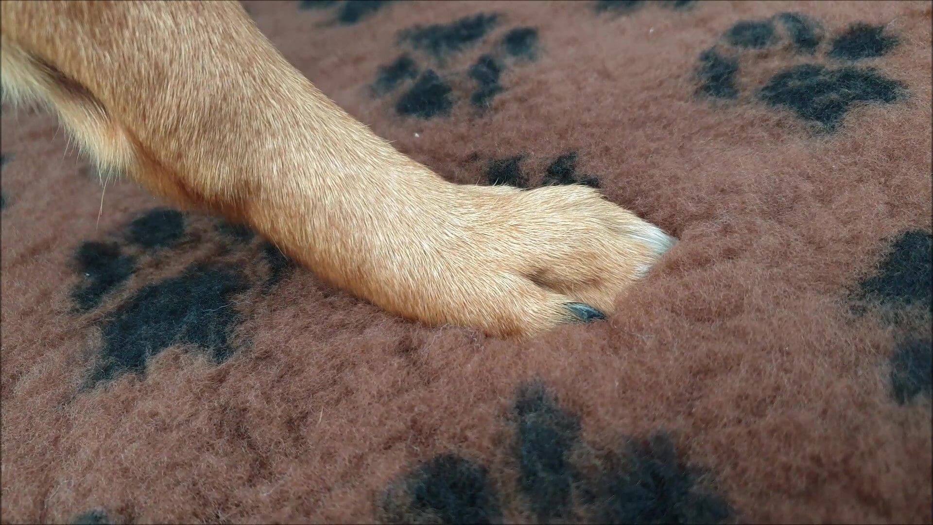 Tapis type Vetbed Petbed