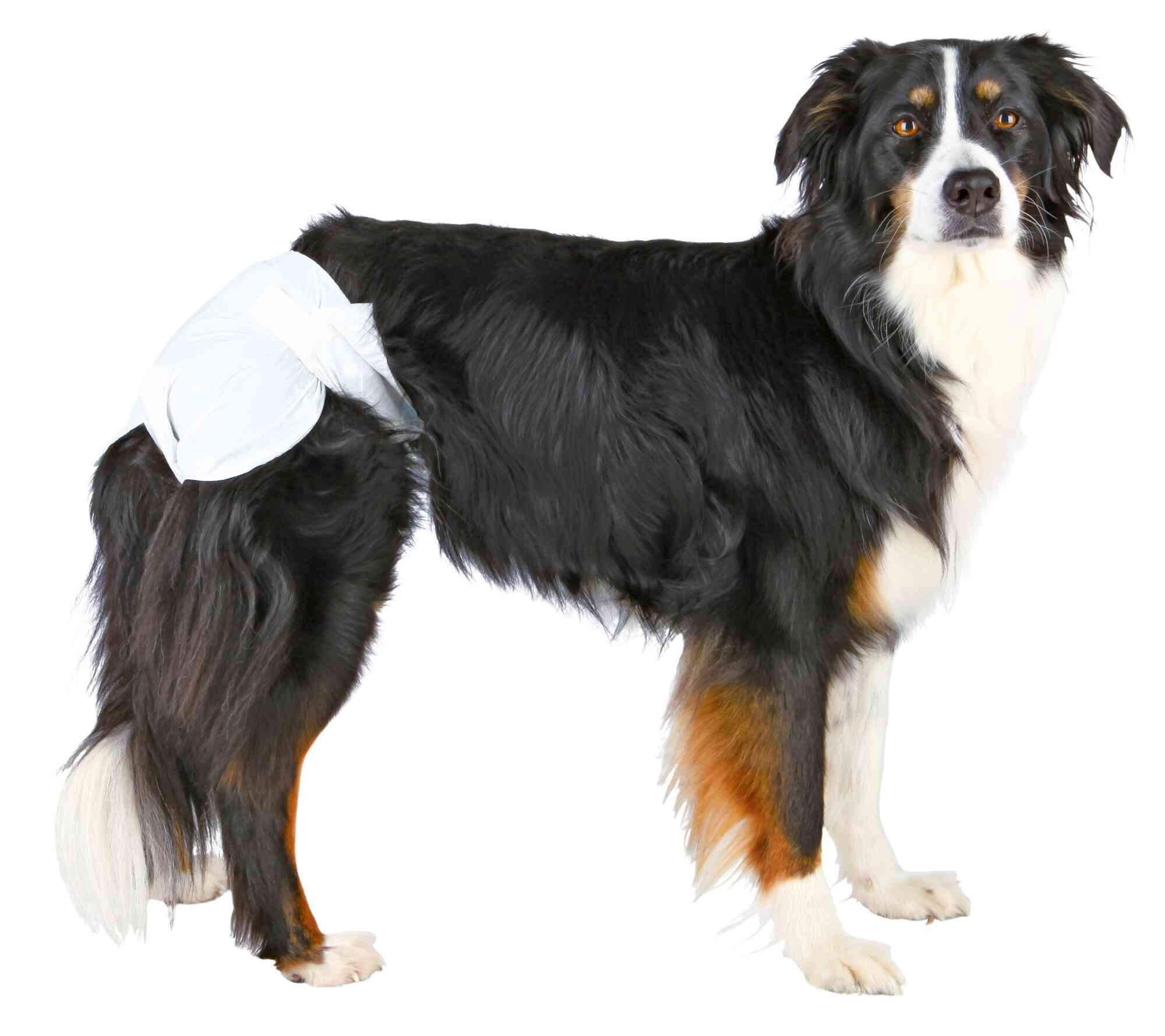 Couches pour chien