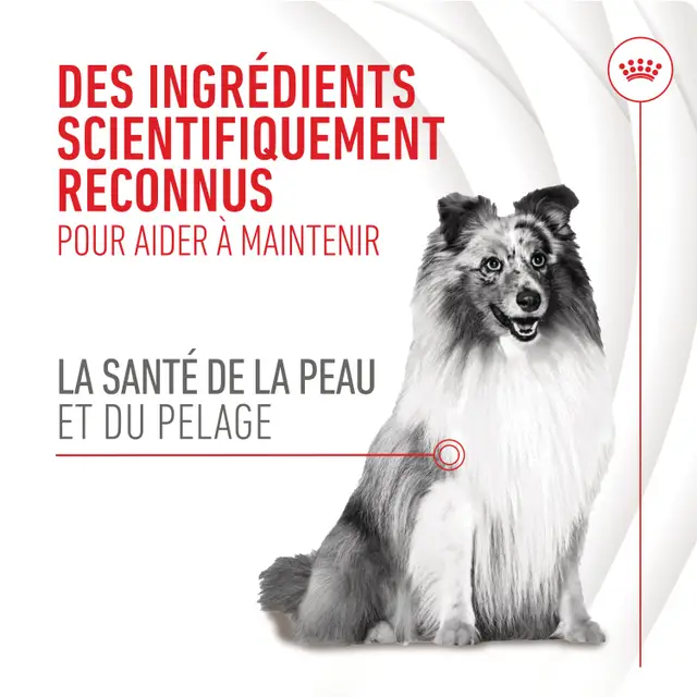 Skin & Coat Chews Adult Dog Supplements