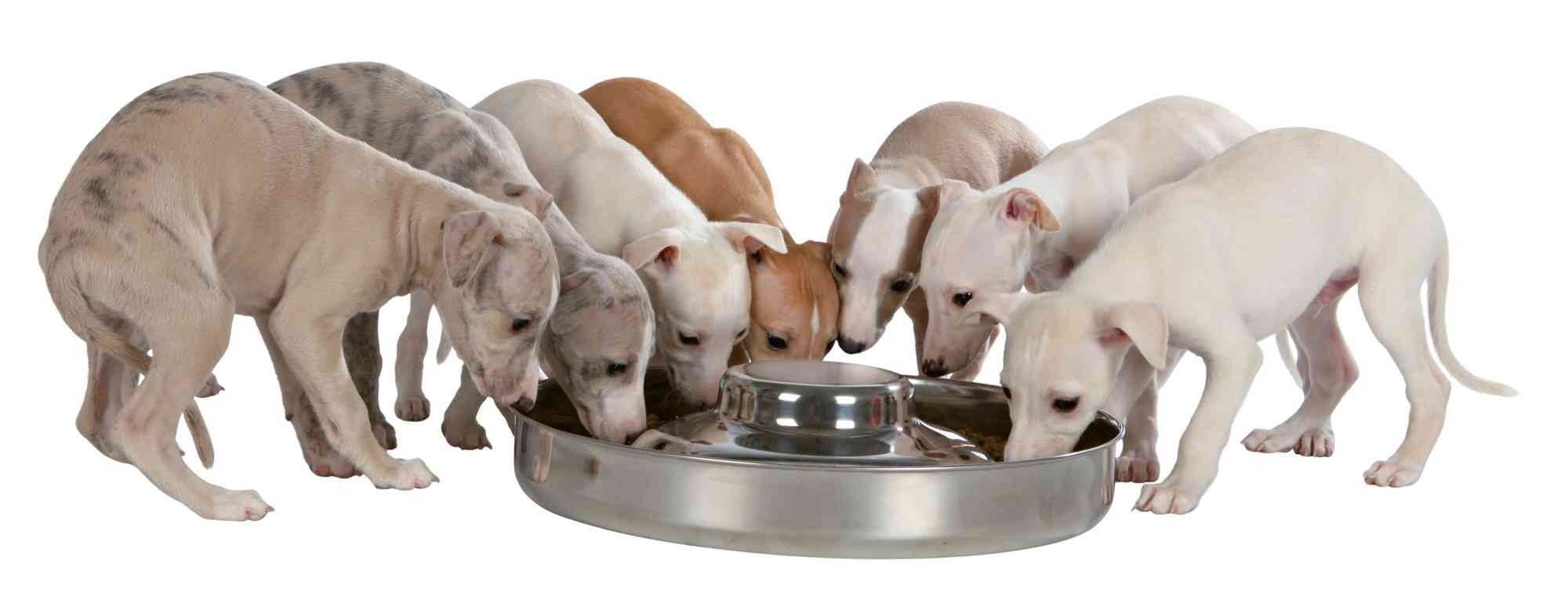 Gamelle junior pour chiots