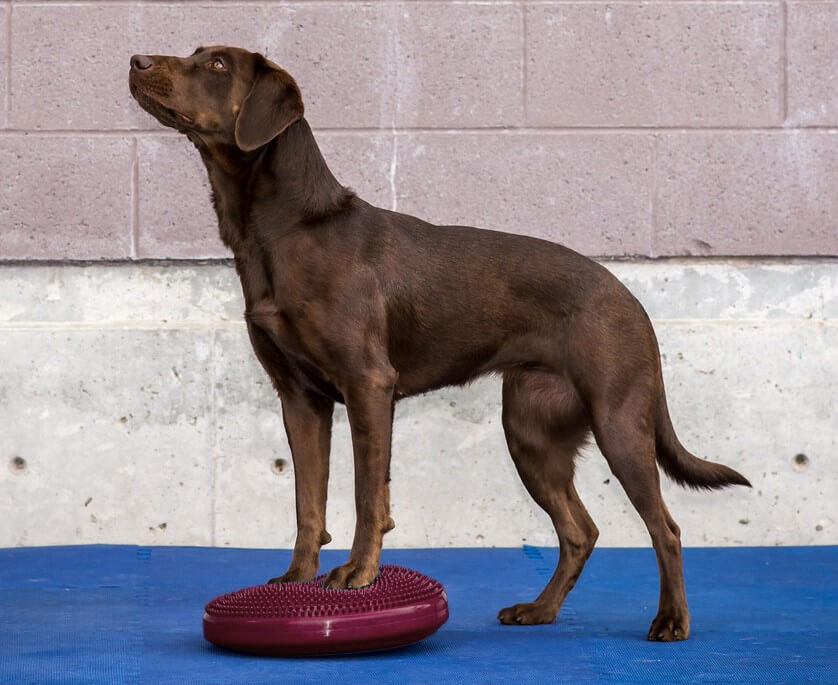 FitPaws Balance disc