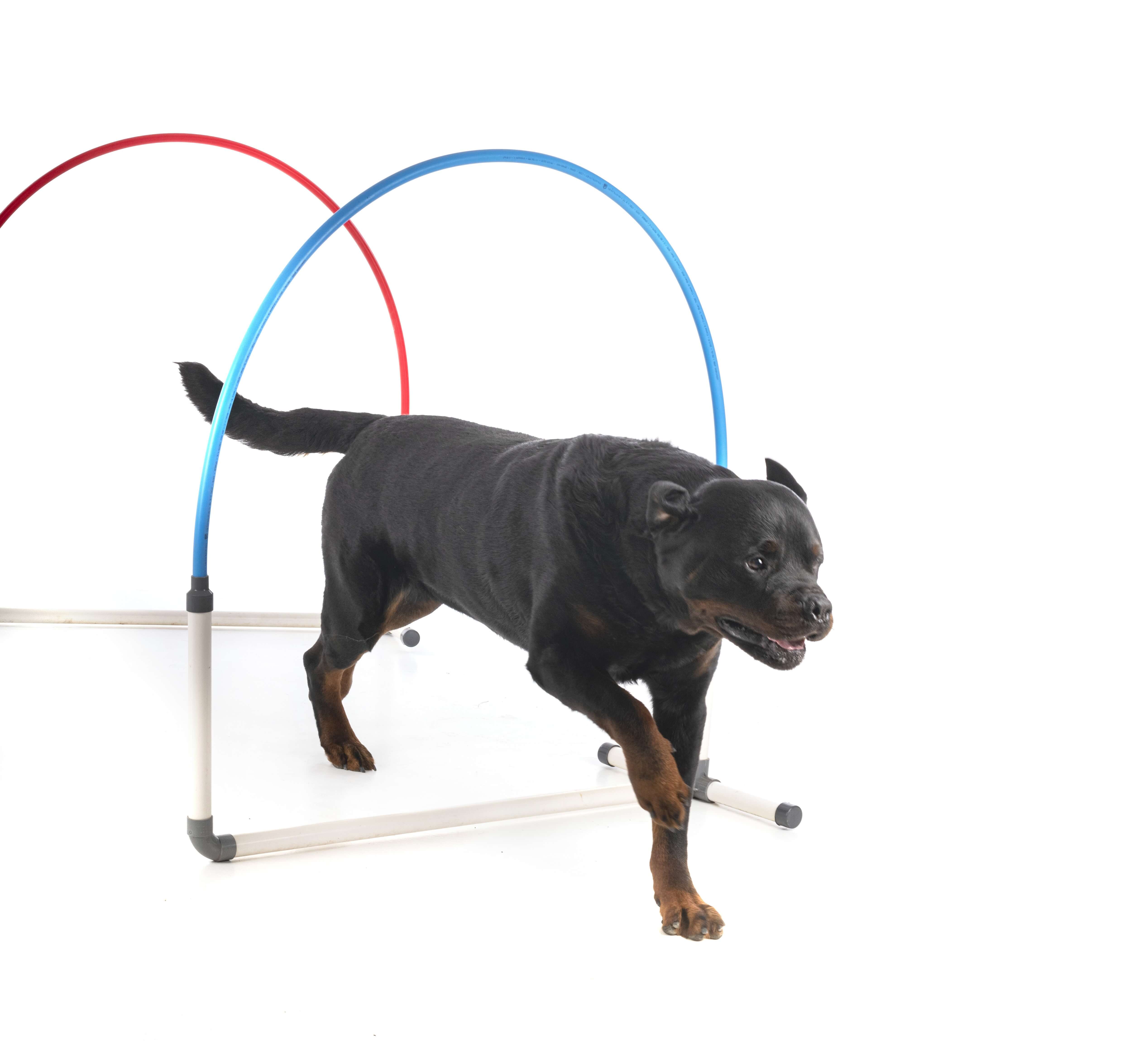 Agility Run Hooper Agility