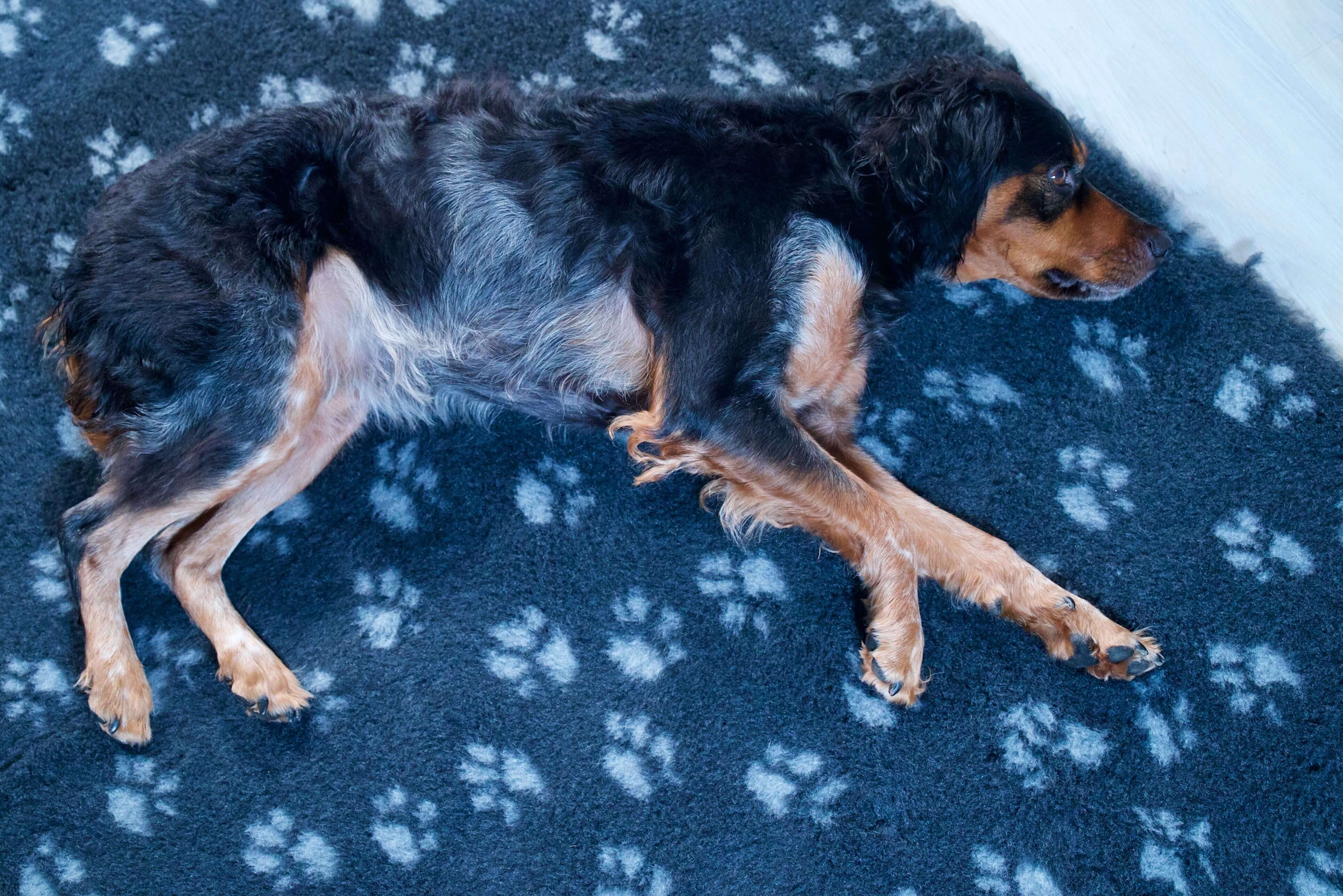 Tapis type Vetbed Petbed