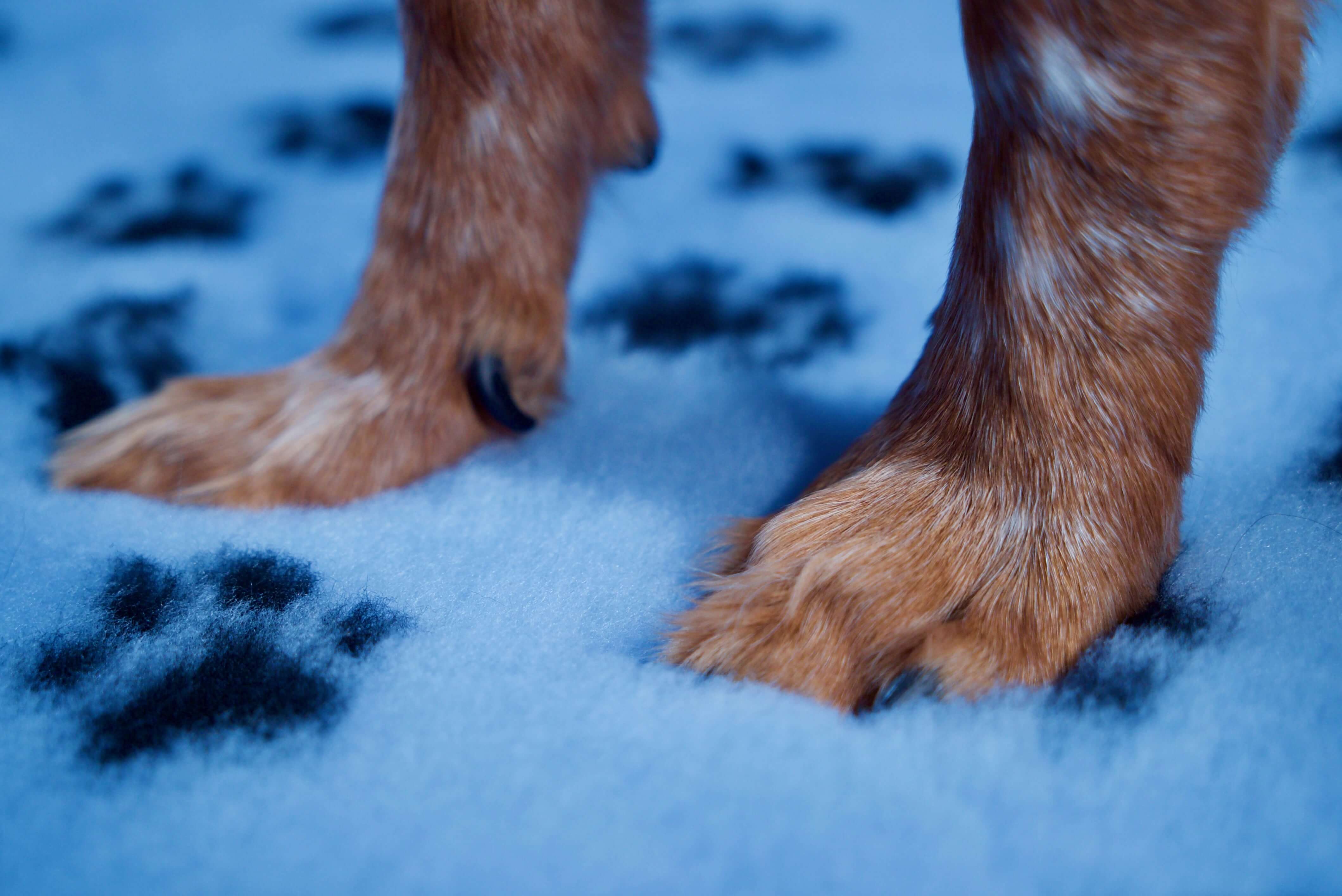 Tapis type Vetbed Petbed
