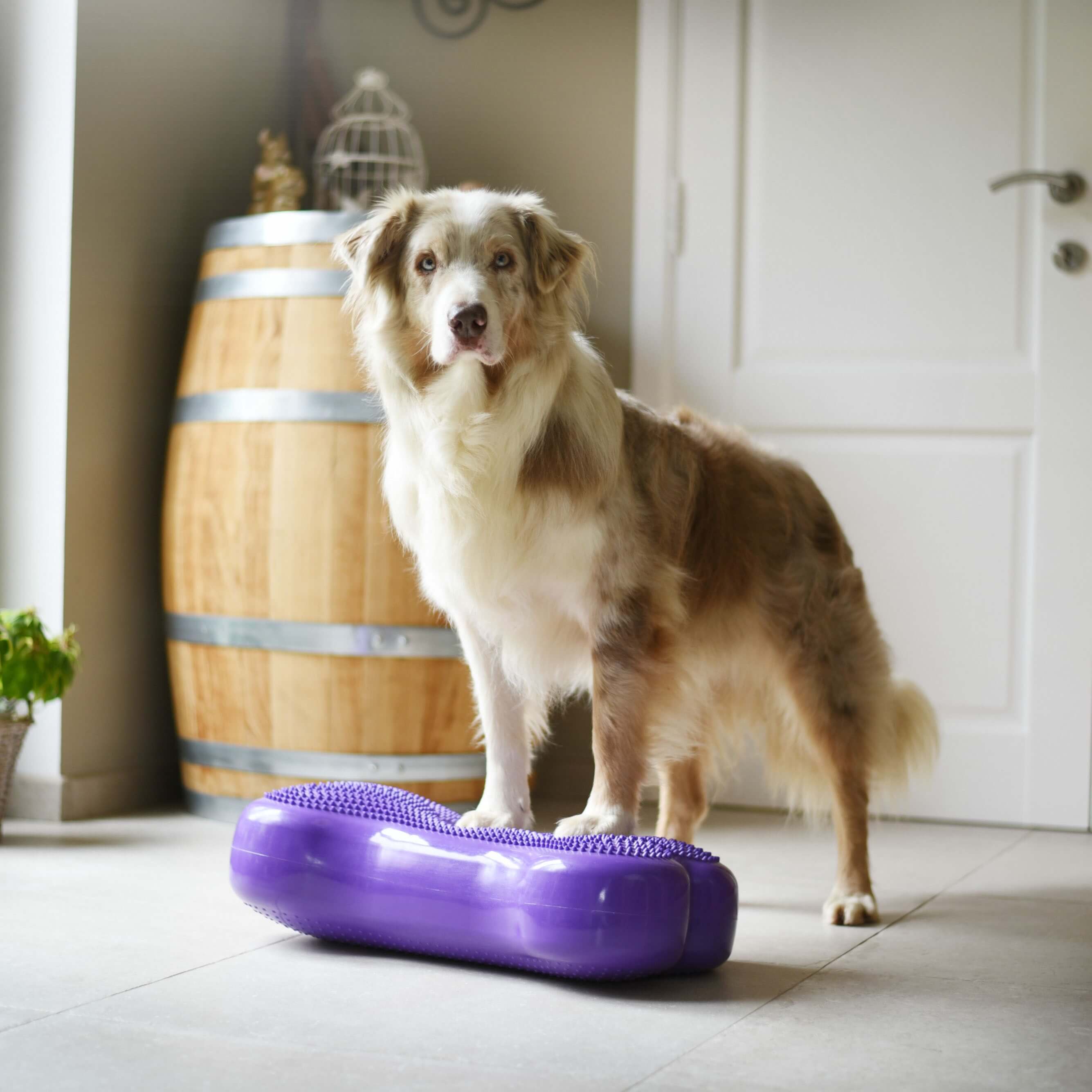 FitPaws K9 Fit bone