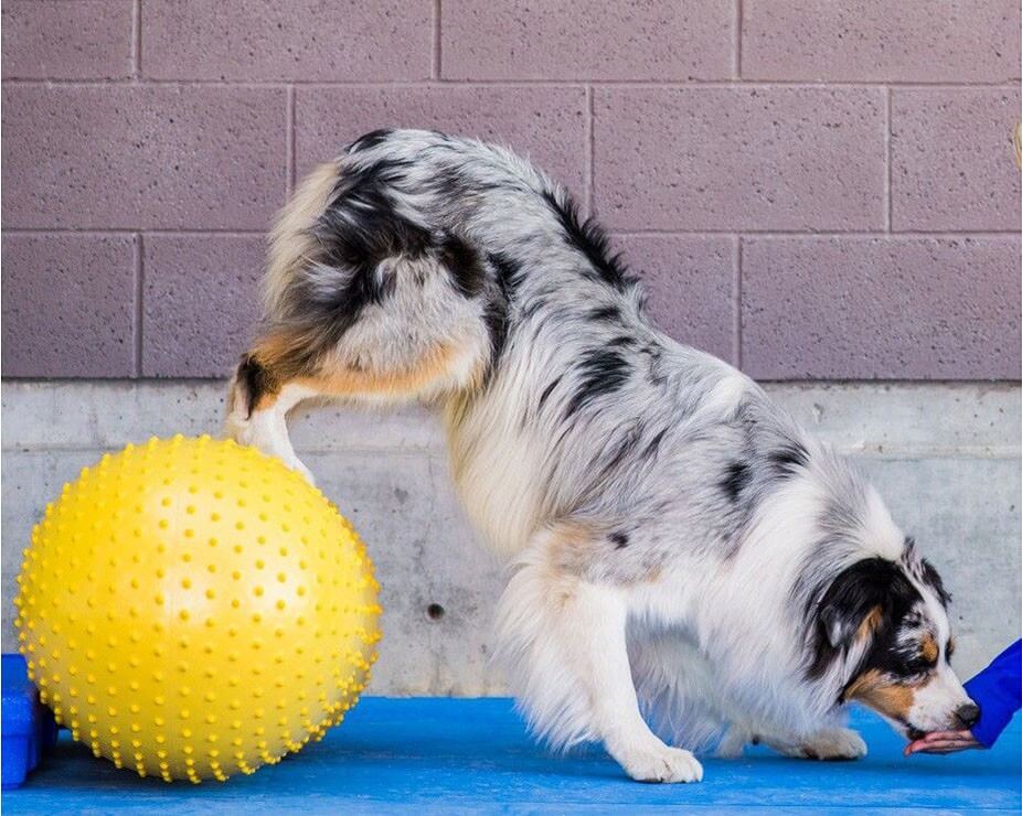 FitPaws TraxPeanut