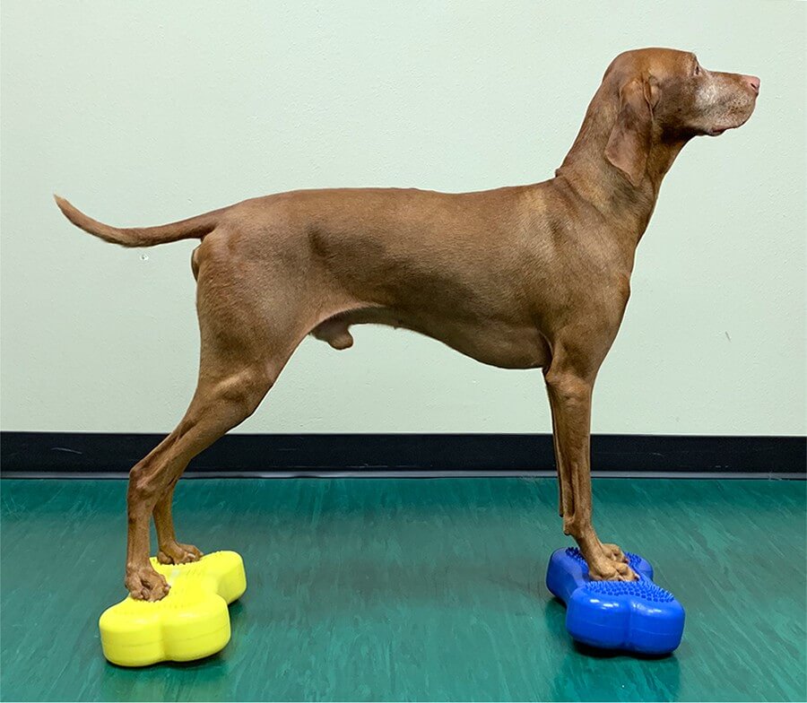FitPaws Mini K9FIT bone