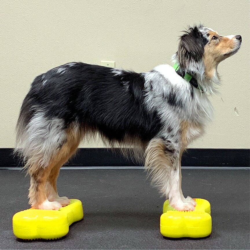 FitPaws Mini K9FIT bone