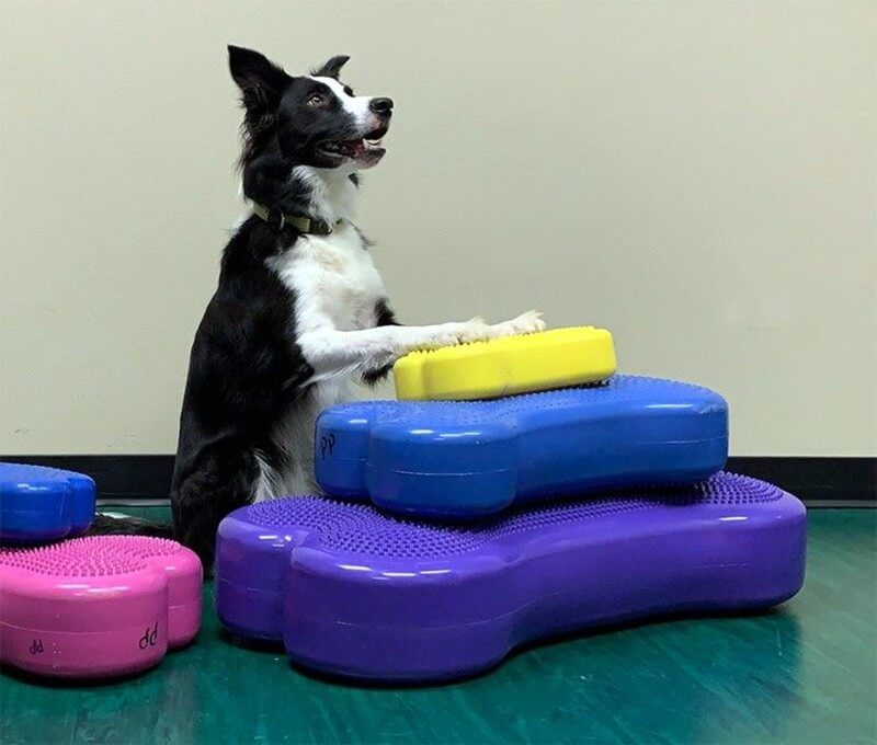 FitPaws Mini K9FIT bone