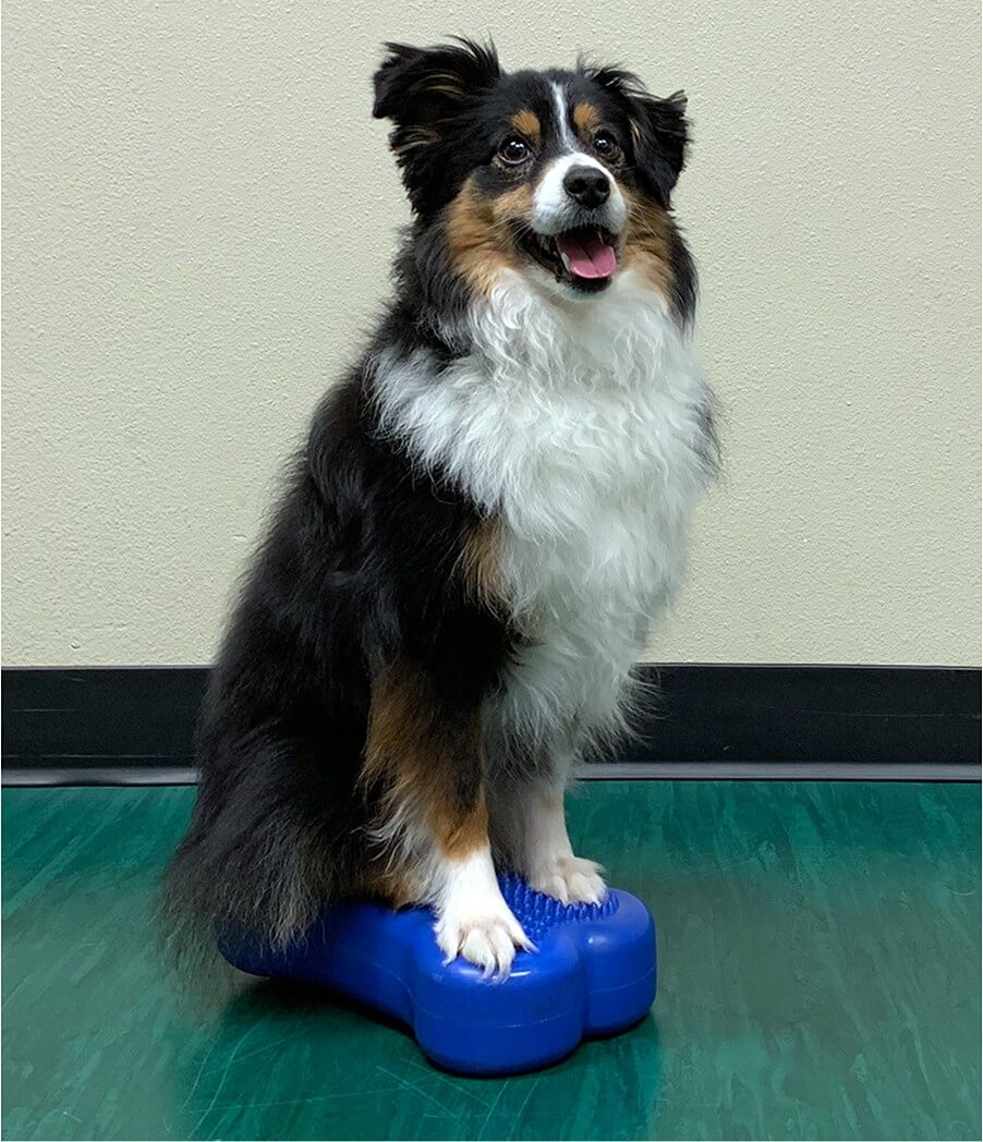 FitPaws Mini K9FIT bone