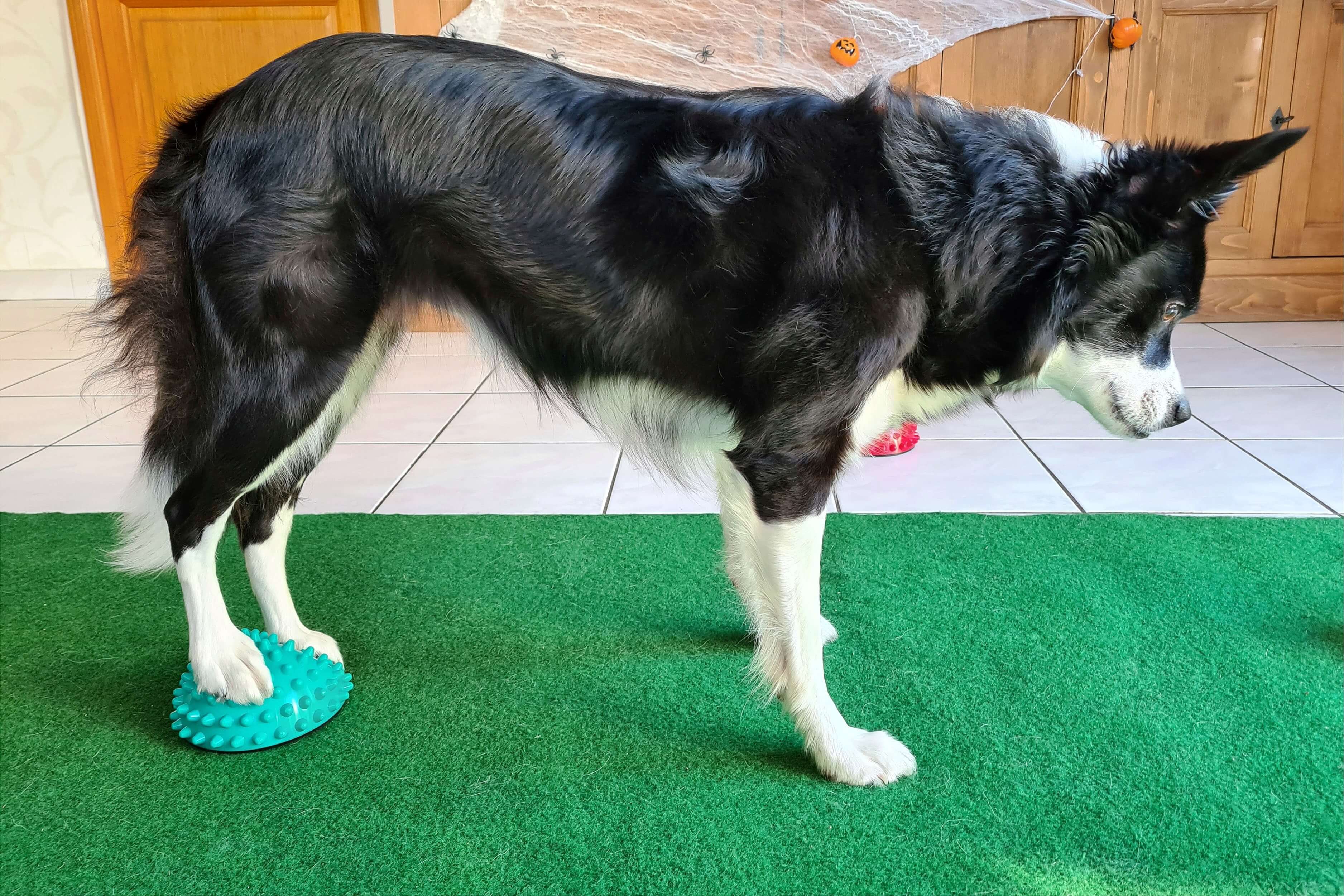 FitPaws Paw Pods Antidérapants
