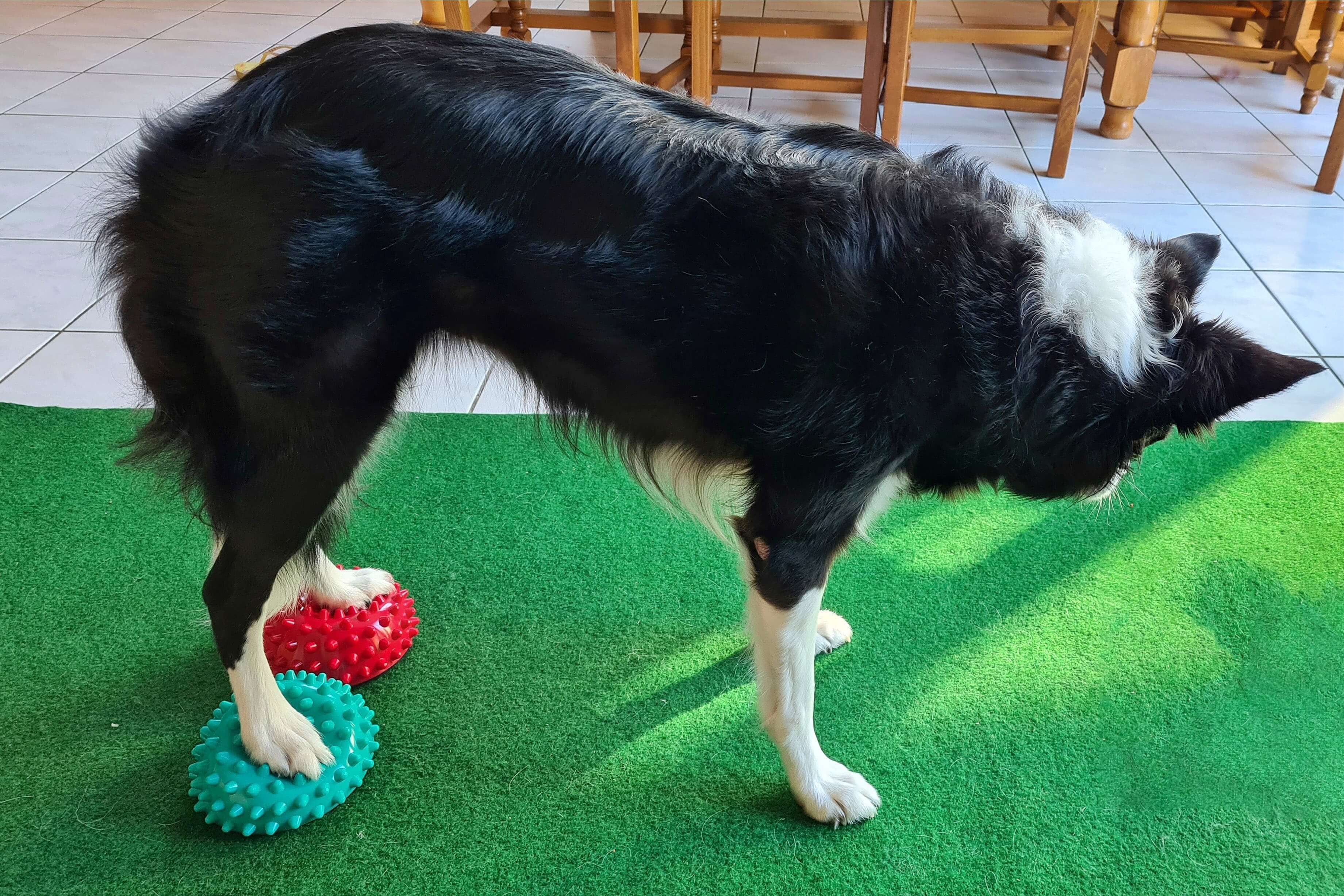 FitPaws Paw Pods Antidérapants