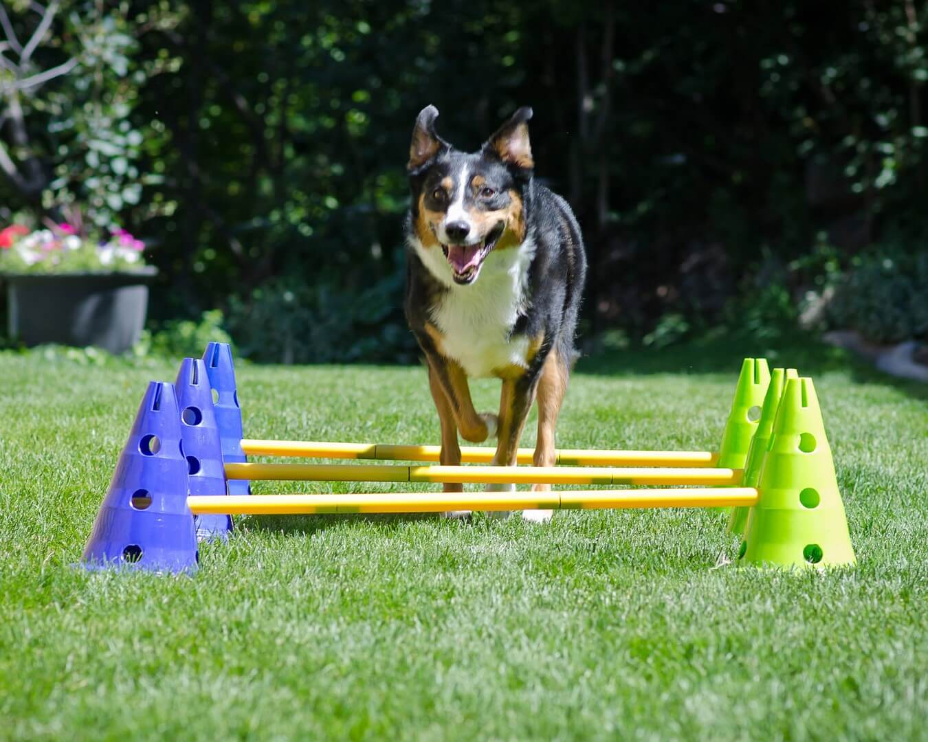 FitPaws mini haie Canine Gym Dog Agility 100% remboursé