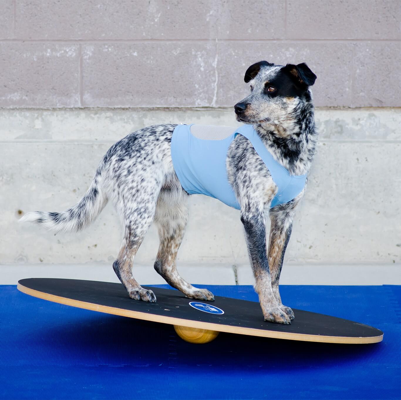 FitPaws Wobble board